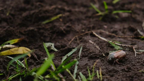 Large beetle Stock Footage 149758643