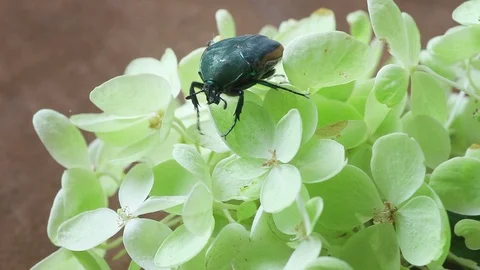 Large beetle on hydrangea flowers Stock Footage 95192164