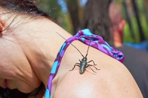A large beetle with a long mustache sits on the girls shoulder Stock Photos