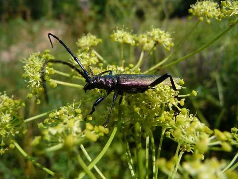Large beetle Stock Photos