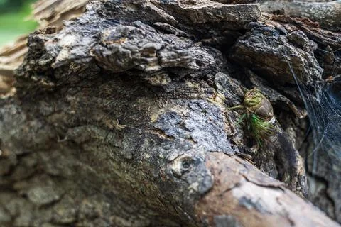 Large beetle sits on downed tree branch after severe storm Foto stock