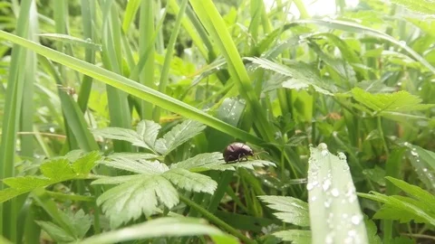Large Beetle Sits on The Leaves of Herbaceous Plants Stock Footage 76458463