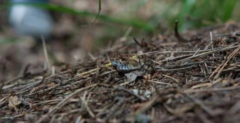 Large beetle surrounded by ants in an anthill close-up. Stock Photos