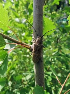 Large beetle on the tree Stock Photos