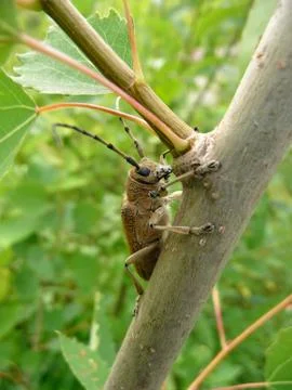 Large beetle on trunk Stock Photos
