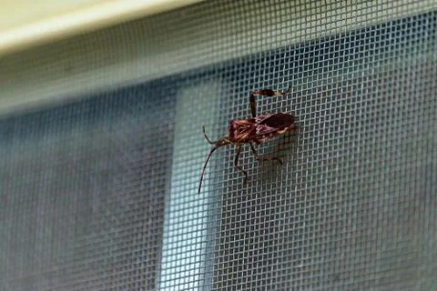 Large beetle type bug on window screen Foto stock
