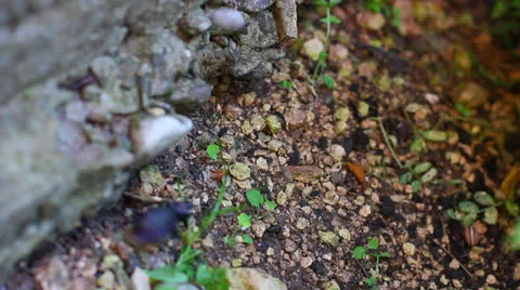 Large beetle walking Stock Footage 24790181