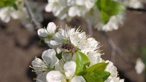 Large beetle on a white flower closeup. Tropinota hirta Stock Footage 75804126