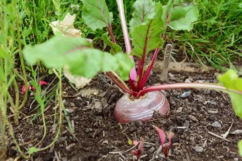 Large beetroot growing in a vegetable bed Stock Photos