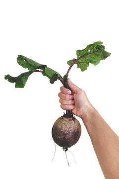 Large beetroot in hands on a white background Stock Photos