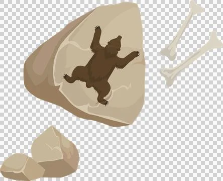 Large beige slab is showing bear silhouette, displaying bones and stones on Stock Illustration