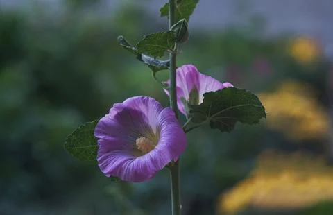Large bell flower Stock Photos