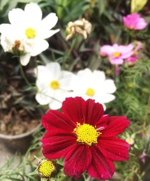 Large bell-shaped dusky red and white flowers with golden yellow stamens. Stock Photos