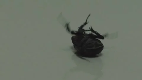 Large bess beetle on the floor Stock-Footage 311158622