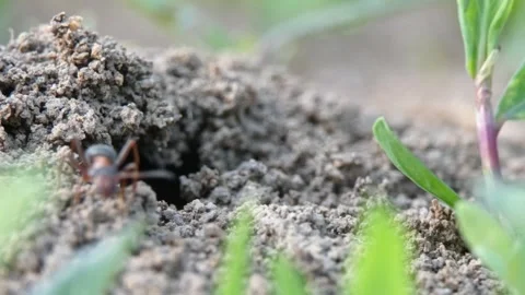 Large bicolor ants appearing from soil mound nest Stockbeeldmateriaal 337801372