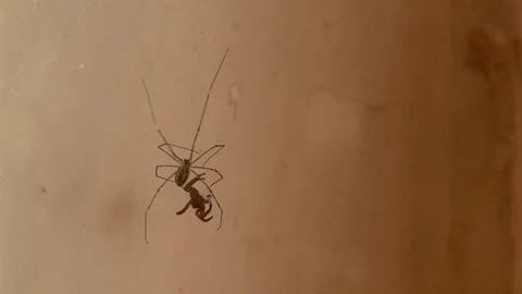 Large big house spider fights with small little spider Stock Footage 277087659