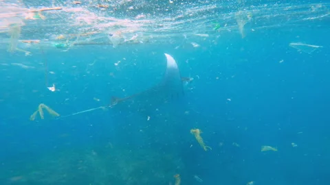 Large big manta ray stingray, floats in ocean surrounded by plastic debris Vídeos de archivo 245704093