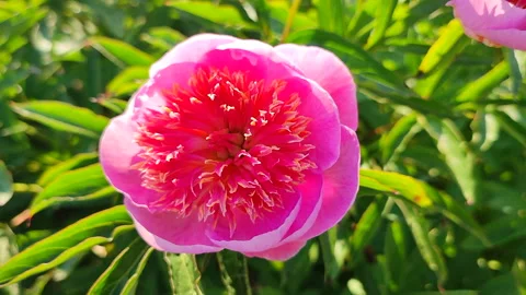Large big peony flower with large petals pink crimson red color with stamens Stock Footage 260714992