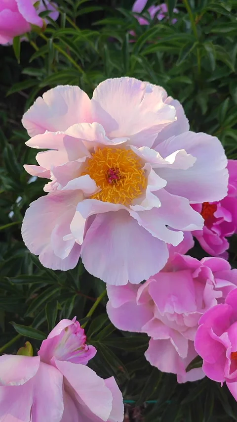 Large big peony flower large petals pink crimson red color with stamens Vertical Stock Footage 287123548