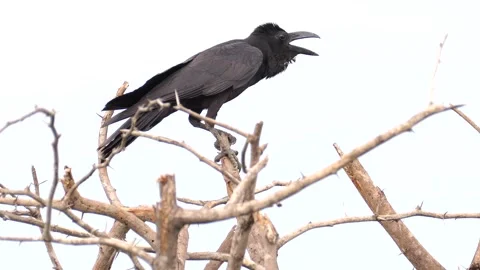 Large billed crow call, on the tree branch Stock Footage 240136961