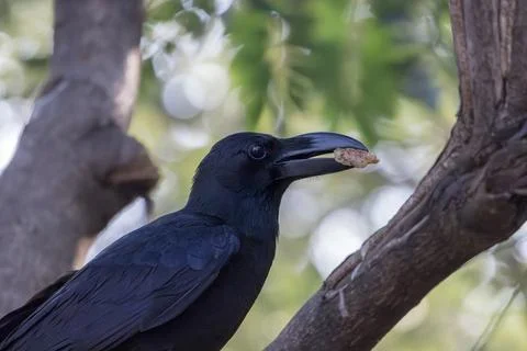 Large-billed Crow, Corvus macrorhynchos, with stone in mount Stock Photos