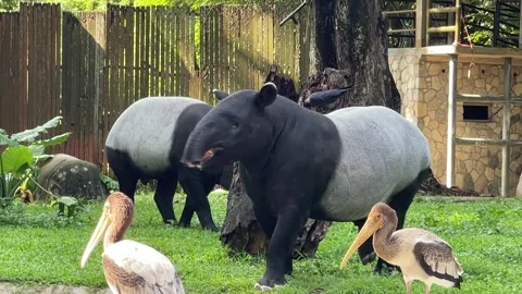 Large-billed Crow Flitting Between Two Malayan Tapirs Entering Water At Zoo Stock-Footage 315104233