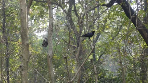 Large-billed Crow Видео 332582082