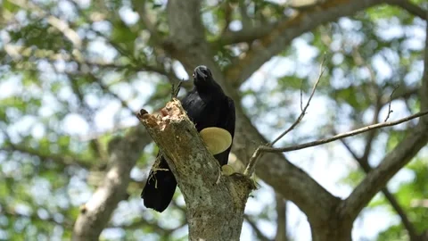 Large billed crow perch on branch adorned with mushroom-like fungus Stock Footage 227077890