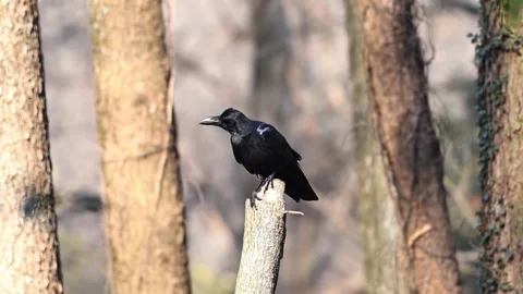 Large-billed Crow Perched on Broken Tree Trunk, 4K Close-up Stock Footage 331051060