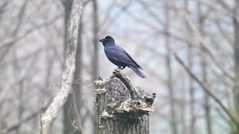 Large-billed Crow Perched on Dead Tree Trunk with Wild Mushrooms Stock Footage 331006506