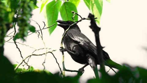 Large-billed Crow perched on a tree branch among green leaves Stock Footage 331110395