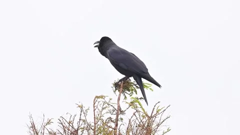 Large-billed Crow Perching on Thin Tree Branch Against White Sky 스톡 동영상 330738192
