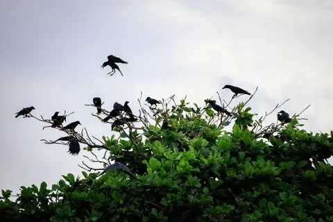Large-billed crow, perching on tree top in forest park Stock Photos