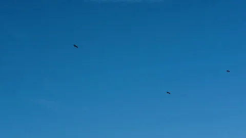 Large-billed crows flying in a blue sky Stock Footage 83030069