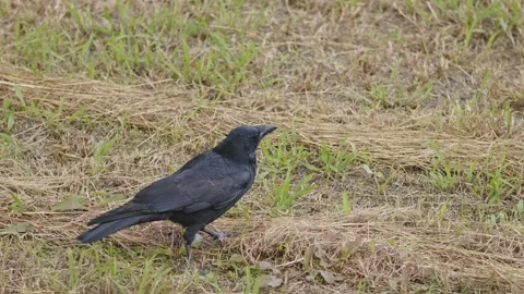 Large-Billed Crows Foraging For Food. Stock Footage 219711614