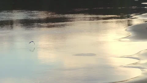 Large-Billed Tern Bathing in River at Sunset in Tambopata, Peru, Aerial Stock Footage 314331922
