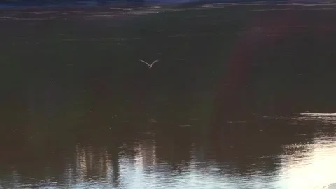 Large-Billed Tern Flying Above Tambopata River in Peru, Aerial Telephoto 스톡 동영상 314331848