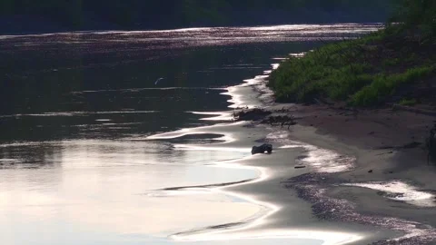 Large-Billed Tern Flying Above Reflective Riverbank in Tambopata, Peru, Aerial Stock Footage 314331873