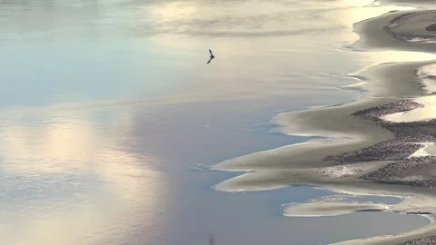 Large-Billed Tern Hunting Above River Sandbanks in Tambopata, Peru, Aerial Stock Footage 314332083