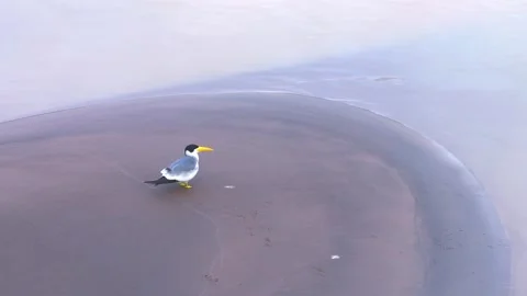 Large-Billed Tern Looking Around on Sandbank in Tambopata, Peru, Aerial 스톡 동영상 314317594
