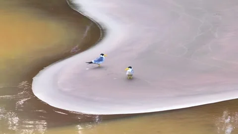 Large-Billed Tern Pair with One Walking and Defecating on Sandbank in Stock Footage 314317704