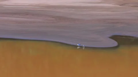 Large-Billed Tern Pair Preening and Drinking on Sandbank in Tambopata, Peru, Stock Footage 314317308