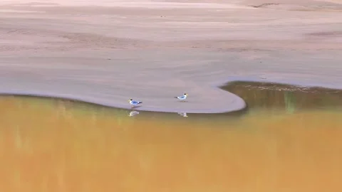 Large-Billed Tern Pair Preening on River Sandbank in Tambopata, Peru, Aerial Stock Footage 314317714