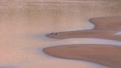 Large-Billed Tern Pair Resting on Sandbank of Tambopata River in Peru, Aerial Stock Footage 314331997