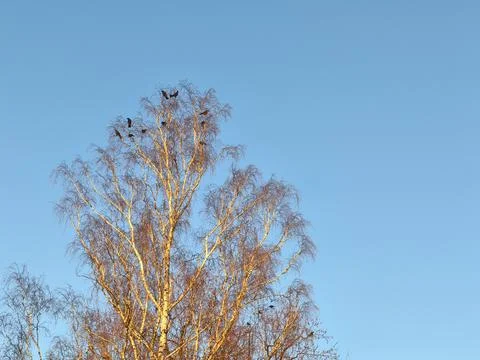 Large birch in the evening light in the crown a group of ravens gathers Stock Photos