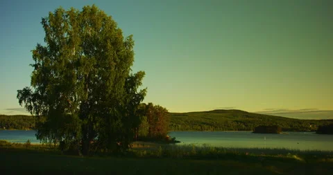 Large birch by a lake Video stock 137024531