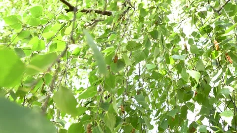 Large birch tree with many green leaves Stock Footage 156942569