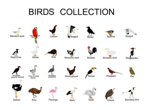 Large bird collection vector  illustration isolated on white background 스톡 일러스트