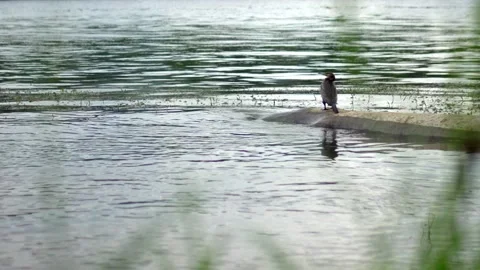 A large bird of cormorant stands on a log, plunged into the water on the Brereta Stock-Footage 201820442