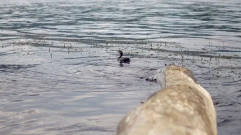 A large bird of cormorant stands on a log, plunged into the water on the Brereta Stock Footage 201820982